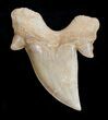 Inch Otodus Fossil Shark Tooth - Very Nice #1744-1